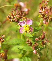 Rhexia virginica