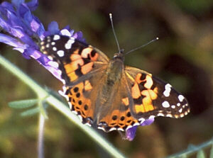 American Painted Lady Butterfly