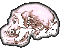 skull32_34.gif"