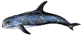 Risso's Dolphin