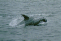 A Risso's Dolphin