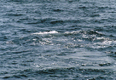 A Sperm Whale