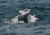 A Sperm Whale