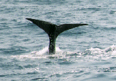 A Sperm Whale