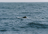 A Sperm Whale