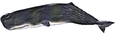 A Sperm Whale