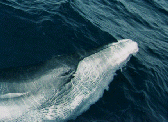 A Bryde's Whale