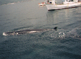 A Bryde's  Whale