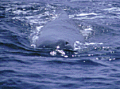 A Sperm Whale