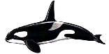 Killer Whale