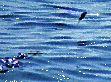 Flying Fish seen from out Boat