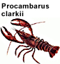 Procambarus clarkii