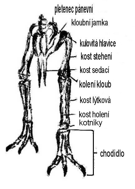 Tohle jsou dolni končetiny dinosaura