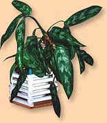 Aglaonema